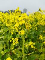 Looking at the field, it is as if a yellow carpet has been spread across the horizon. In the land of the yellow king of mustard flowers, the harvest field is buzzing with the hum of bees collecting ho photo