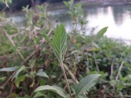 The stem and leaves of Banpudina are fragrant and fragrant. The stem of Banpudina breaks with a crackling sound when slightly pressed, hence its other names are Matmatia and Matka. It is probably give photo