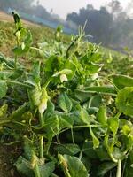 Peas are rich in nutrients and are used for various purposes 1. In the treatment of diseases 2. In cooking 3. For weight loss 4. For cosmetic procedures 5. For fishing. photo