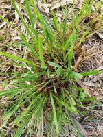 un ambiente perdido en el verde bosque en el frio tarde brisa, ganhabena ayurvédico planta científico nombre cymbopogon citratus foto