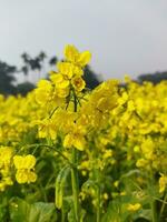 mirando a el campo, eso es como Si un amarillo alfombra tiene estado untado a través de el horizonte. en el tierra de el amarillo Rey de mostaza flores, el cosecha campo es zumbido con el tararear de abejas coleccionar Ho foto