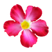 rood adenium of woestijn roos is tropisch fabriek en kleurrijk sier- fabriek. foto van bloemen geïsoleerd Aan wit of transparant achtergrond. png