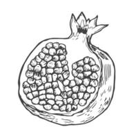 Vector sketch of tropical pomegranate fruit. Round outlines of ripe Garnet isolated on a white background