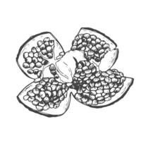 Pomegranate fruit ink sketch in vector