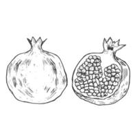 hand drawn illustration set of pomegranate, grain on white background. vector