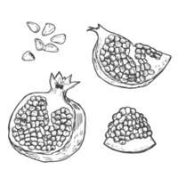 Hand drawn set of pomegranate. Sketch Pomegranate fruit branch. vector