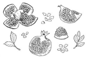 Detailed hand drawn ink black and white illustration set of pomegranate, leaf, flower, grain. sketch. Vector. vector