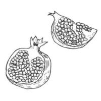 ripe pomegranate on white background. hand drawn vector isolated contur images with a black outline