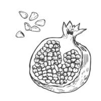 Vector sketch of tropical pomegranate fruit. Round outlines of ripe Garnet isolated on a white background