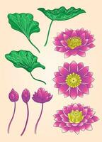 Set Collection of Pink Lotus Hand Drawing Design vector