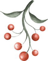 watercolor illustration of a branch with berries png