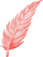 a red feather on a transparent background png