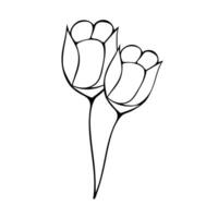 Black and white sketch of tulips on a white background. vector