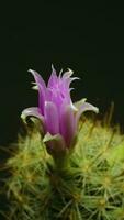 Cactus flower blooming vertical time lapse video. video