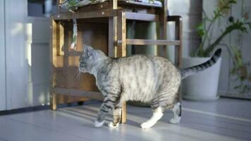 cat rubs against a chair slow motion video