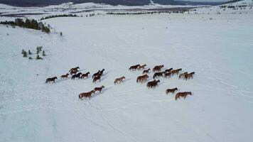 een kudde van paarden loopt door de sneeuw video