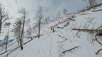 deer running through the forest in winter, flying with fpv drone video
