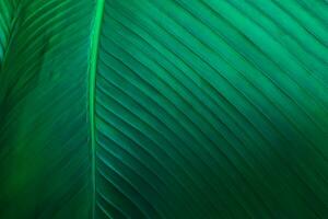 closeup banana leaf texture in garden, abstract green leaf, large palm foliage nature dark green background photo