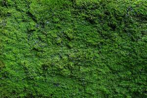 Moss texture. Moss background. Green moss on grunge texture, background photo