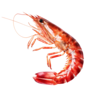 AI generated Tiger shrimp on a transparent background. png