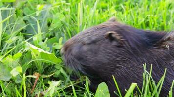 métrage de rat musqué en mangeant les plantes. animaux video