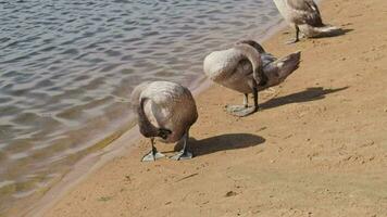 cerca arriba imágenes de el polluelos del cisne limpieza plumas por el estanque. naturaleza video