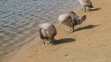 Close up footage of the cygnets cleaning feathers by the pond. Nature video