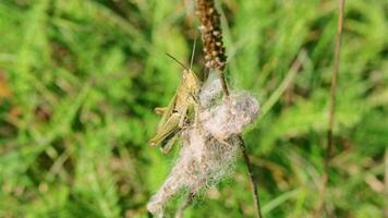 proche en haut, lent mouvement de le sauterelle dans le herbe. la nature video