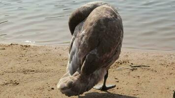 vicino su metraggio di il giovane cigno pulizia piume di il stagno. natura video