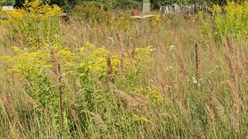 Landscape footage of the field in the village. Nature video