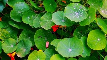 Slow motion footage of the dew on the leaves of the plants. Concept video