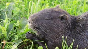 lento movimento cenas do rato almiscarado comendo plantas. animais video