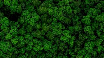 Aerial Drone View of Forest at Spring.Top Down View photo