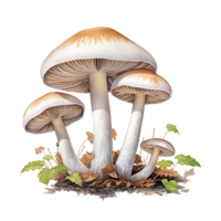 AI generated Mushrooms with transparent background. png