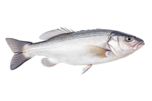 AI generated Fresh sea bass fish on a transparent background. png