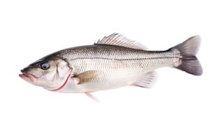 AI generated Fresh sea bass fish on a transparent background. png