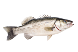 ai generiert frisch Meer Bass Fisch auf ein transparent Hintergrund. png