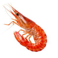 Tiger shrimp on a transparent background. png