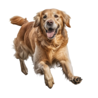 AI generated Happy Golden Retriever run isolate on transparent background. png