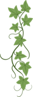 Floral ivy drawing decorative ornament flat design. png