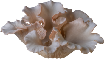 isolated oyster mushroom cutout on transparent background. png