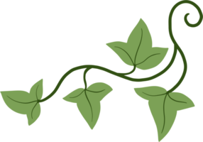 Floral ivy drawing decorative ornament flat design. png