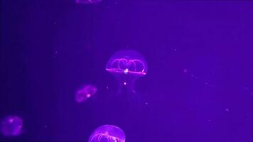 Beautiful blurred jellyfish 4K video footage, blur abstract background, marine video clip, sea nature beautiful creature