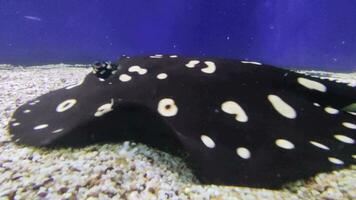 Black stingrays with white dots swimming under water, 4K video background. Blurred sea animals close view