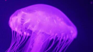 lindo borrado medusa 4k vídeo imagens de vídeo, borrão abstrato fundo, marinho vídeo grampo, mar natureza lindo criatura video