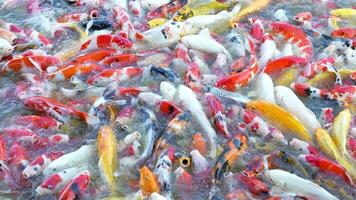 Beautiful colorful koi fish float in the water. video