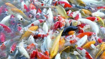 magnifique coloré koi poisson flotte dans le l'eau. video