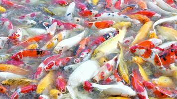 Beautiful colorful koi fish float in the water. video