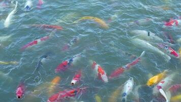 magnifique coloré koi poisson flotte dans le l'eau. video