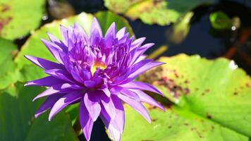 schöne Lotusblumen im Teich video